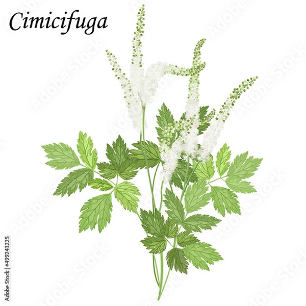 Obraz Сohosh (Cimicifuga), medical plant vector illustration.