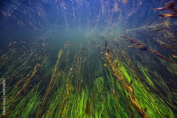 Fototapeta multicolored underwater landscape in the river, algae clear water, plants under water