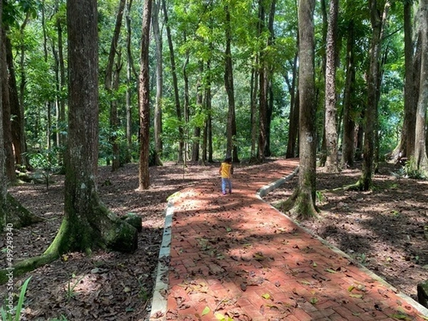 Obraz Child walking path in the forest
