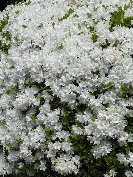 Obraz flowers in the snow