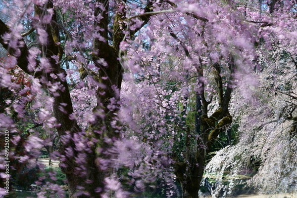 Fototapeta 大きな桜の木に綺麗な花が開いた