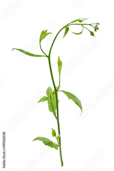 Fototapeta Branch of Common Lampmussel (lapsana communis) in bloom on white.