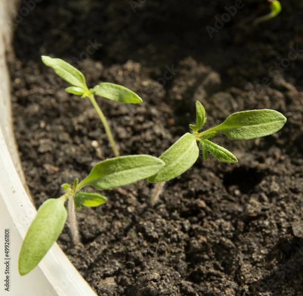 Fototapeta tomato seedlings on the windowsill small tomato sprouts