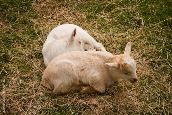 Obraz two young goats