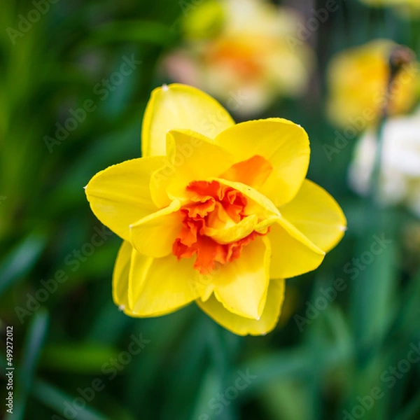Obraz yellow daffodil flower