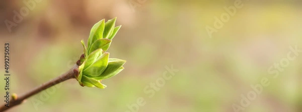 Fototapeta First spring leaves, buds on branches in spring. Lilac. Spring background.Banner. Copy space for text
