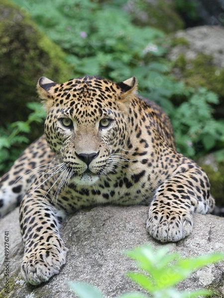 Fototapeta Jaguar