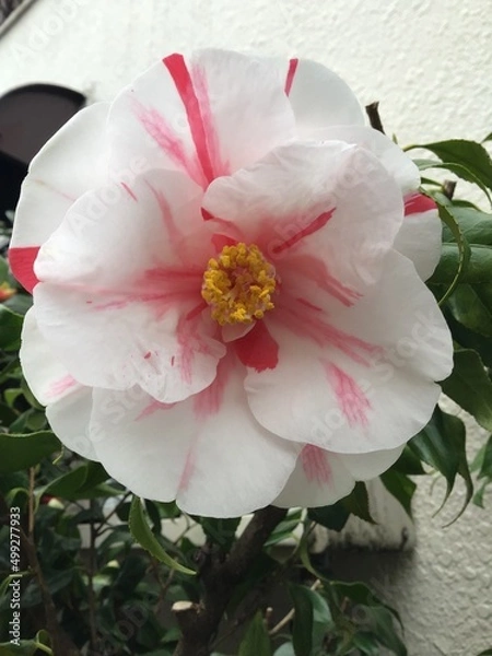 Obraz Camellia