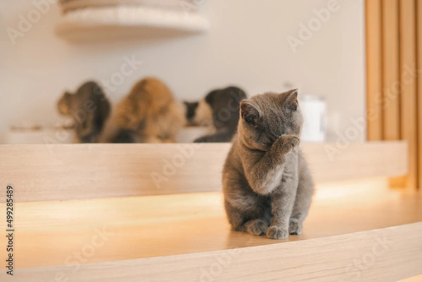 Obraz cat on the floor