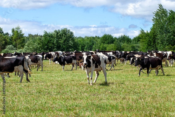 Fototapeta grazing a herd of cows in a field with green grass in summer