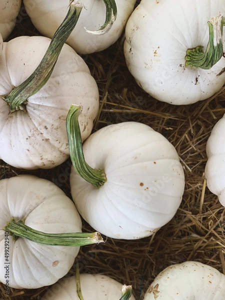 Obraz White pumpkins on the market