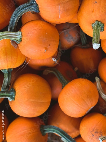Obraz Pumpkins on a market stall