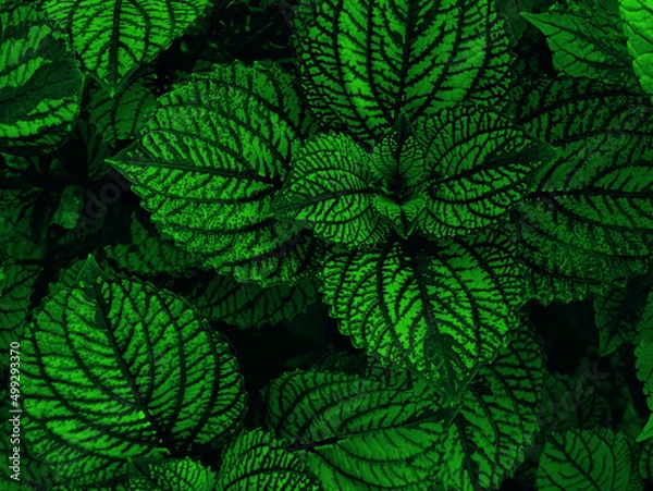 Obraz Green leaves pattern