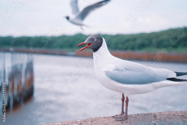 Fototapeta seagull
