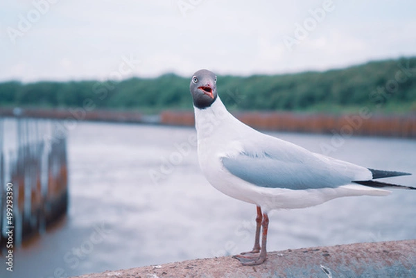 Fototapeta seagull