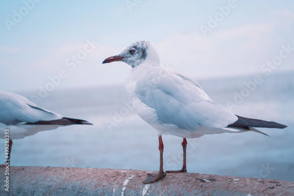 Fototapeta seagull