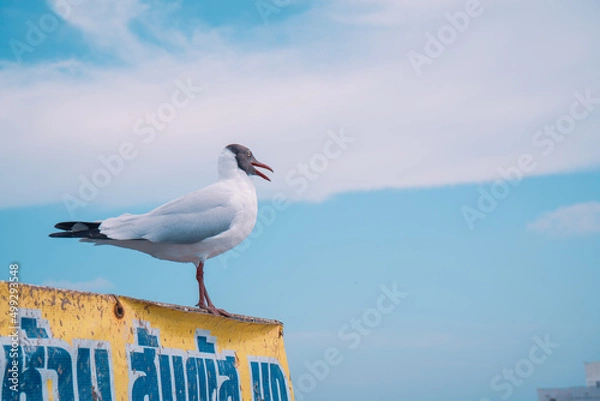 Fototapeta seagull