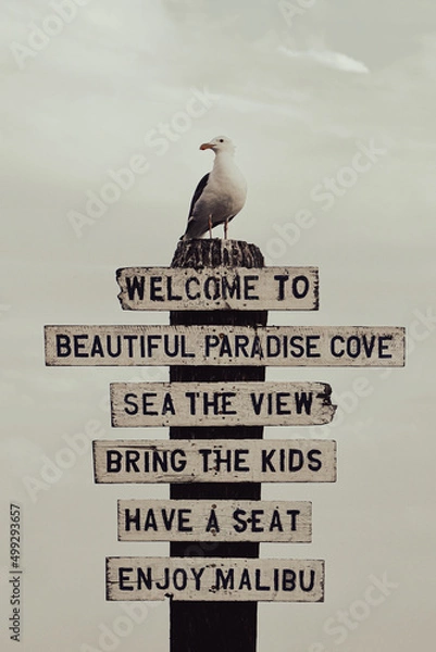 Obraz Seagull on post