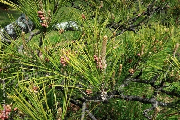 Fototapeta 松の木