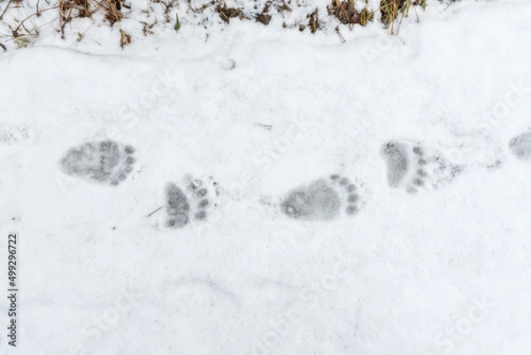 Fototapeta brown bear (Ursus arctos) tracks on snow in spring