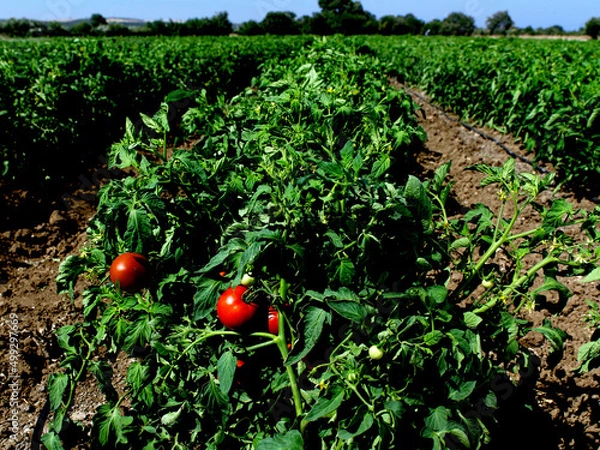 Obraz tomatoes on a bush and irrigation system