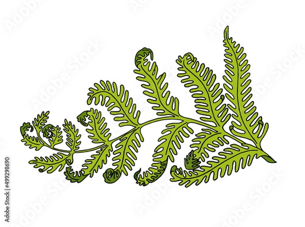 Fototapeta Vector hand drawn in color fern leaf. Wild forest plant illustration isolated on white background. Design element.