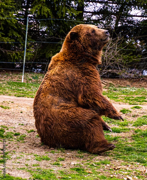 Fototapeta Bear sitting down