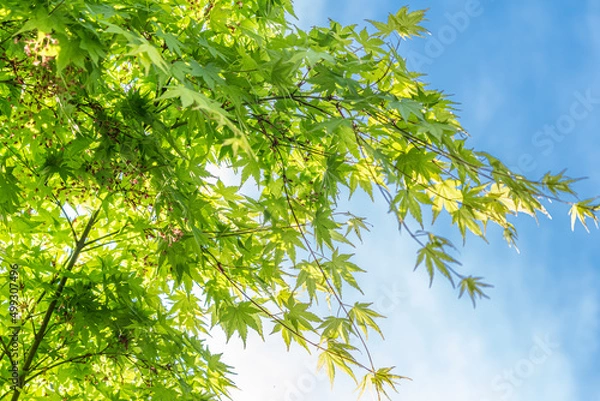 Fototapeta 東京都墨田区向島　弘福寺　新緑の楓