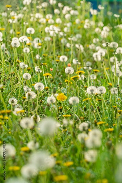 Fototapeta タンポポと綿帽子の群生　けしの花
