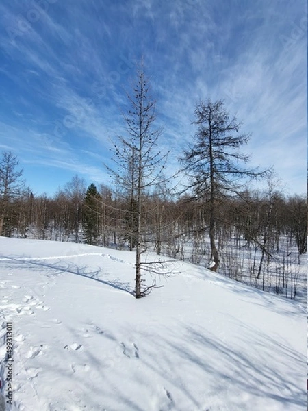 Obraz snow covered trees
