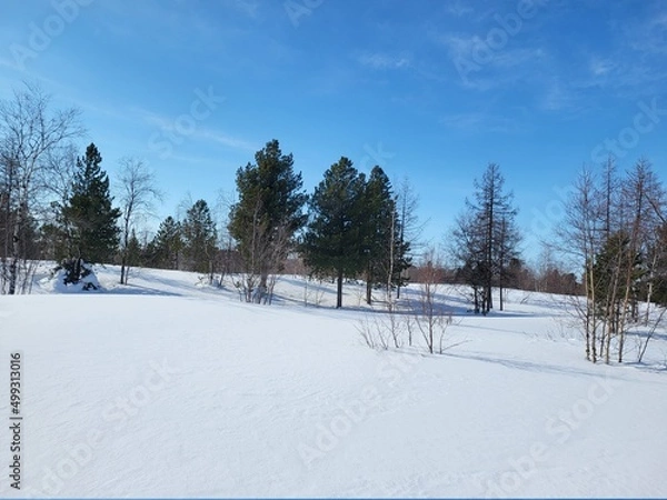 Obraz snow covered trees