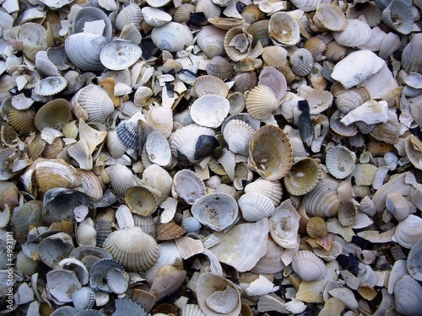 Obraz Sea shells