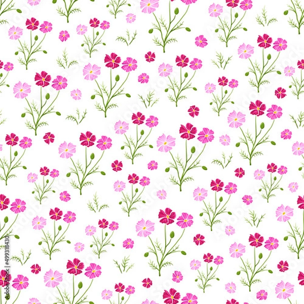 Fototapeta Seamless pattern with pink cosmea flower on white