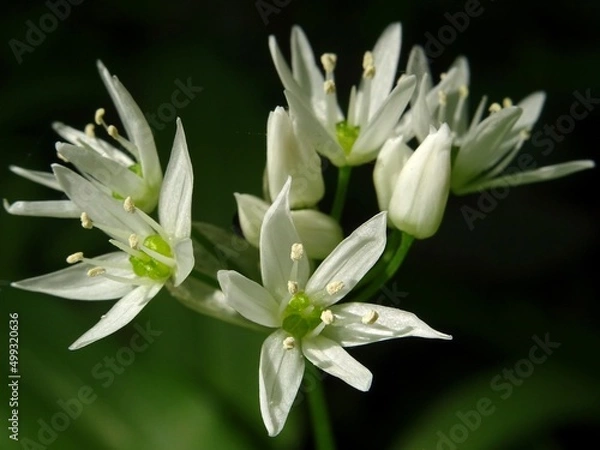 Obraz  Fleurs d'ail des ours.