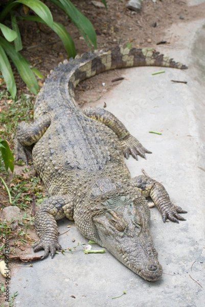 Fototapeta Siamese Crocodile