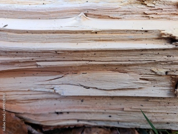 Fototapeta Holz zerplittert