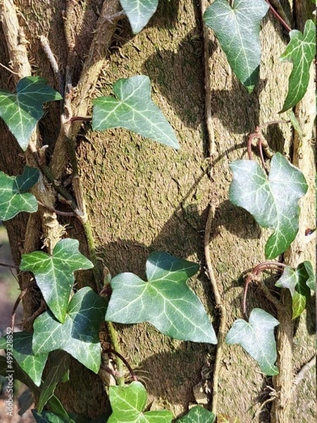 Fototapeta efeu baum