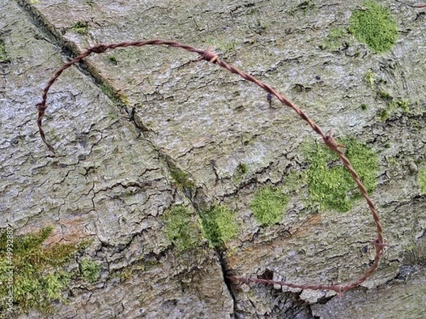 Fototapeta barbed wired tree