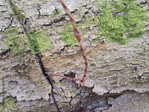 Fototapeta barbed wired tree
