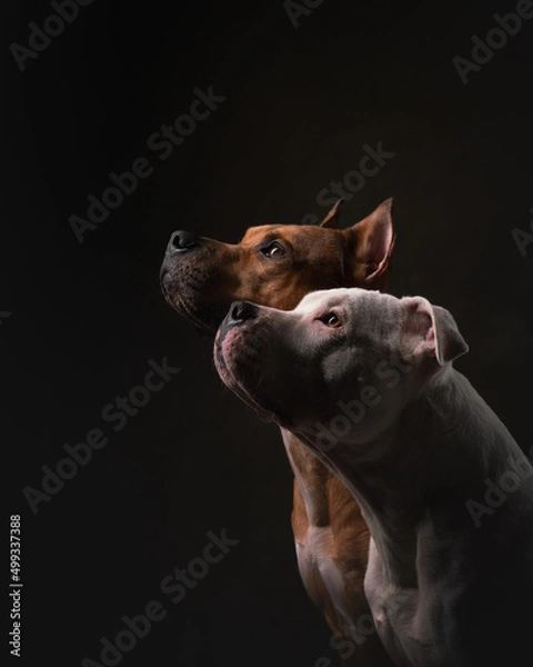 Obraz portrait of a dog