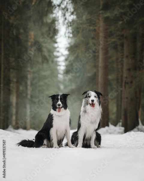 Obraz border collie dog