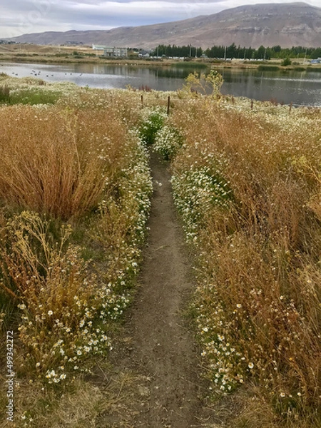Obraz path to the river