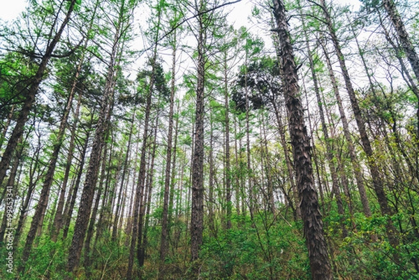 Fototapeta trees in the forest