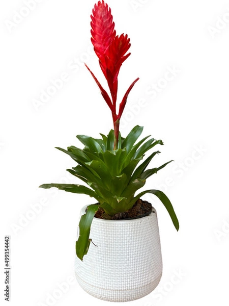 Fototapeta red flowers in a white pot
