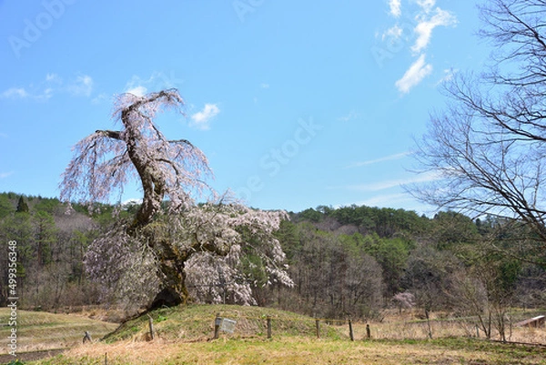Fototapeta 満開になった長沢のしだれ桜-1