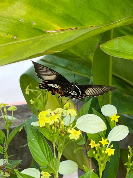 Fototapeta Beautiful Butterfly on the flower