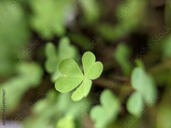 Fototapeta leaf clover