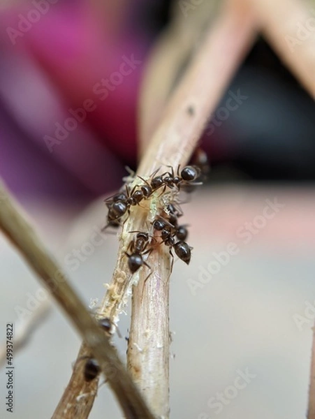 Fototapeta dragonfly on a leaf