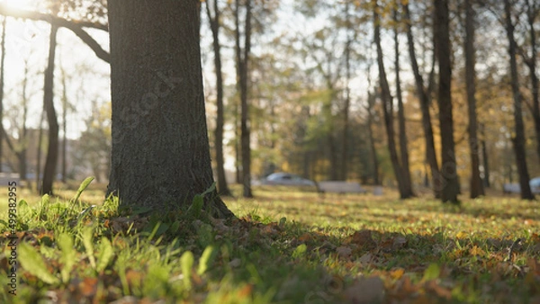 Fototapeta low angle background of park during autumn