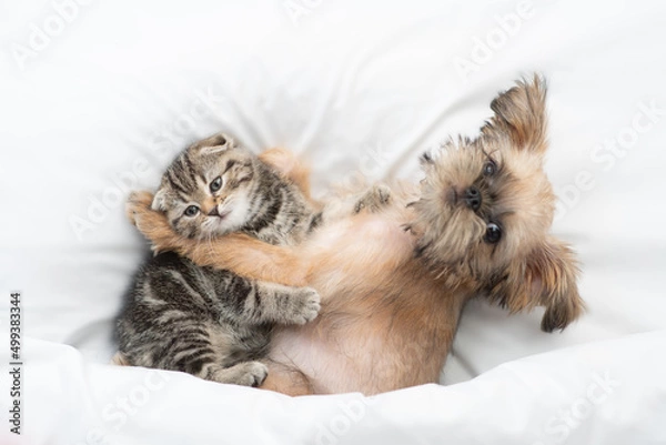Fototapeta Cozy Brussels Griffon puppy hugs tiny tabby fold kitten under white warm blanket on a bed at home. Top down view